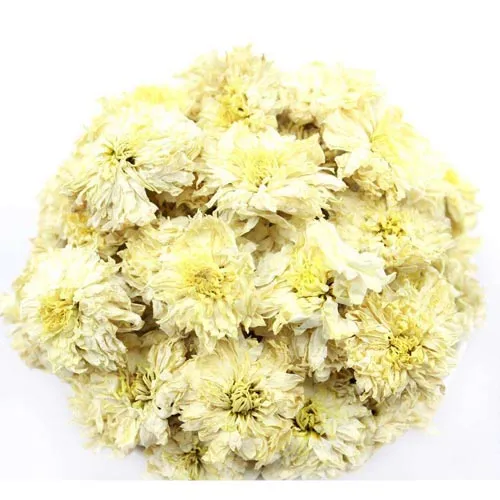 Chrysanthème
