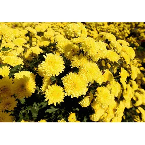Chrysanthème