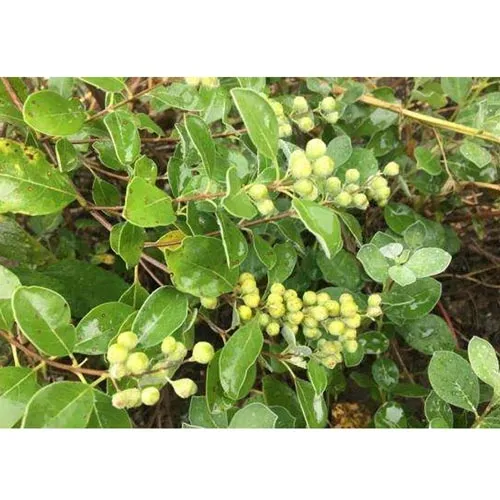 Vitex trifolia