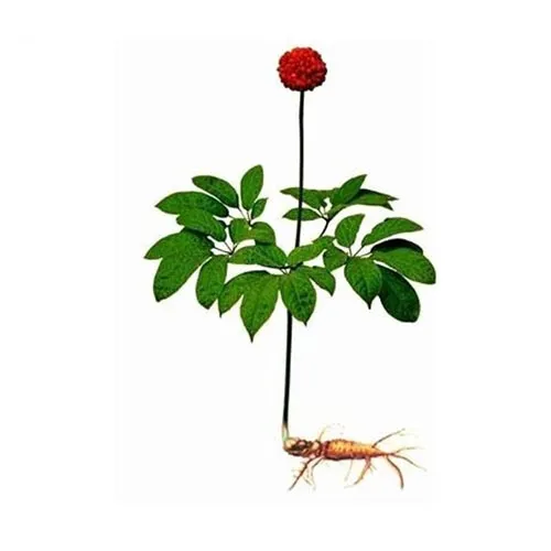 Ginseng Rouge