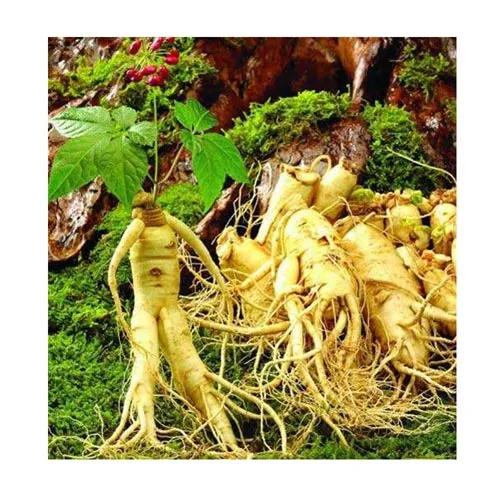 Ginseng américain