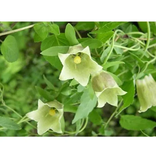 Codonopsis pilosula - Dang shen