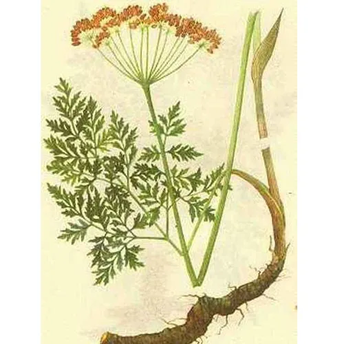 Notopterygium inchum Ting