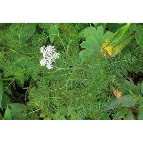 Rhizome Gao Ben - Ligusticum sinense