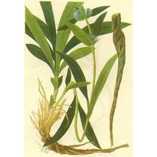 Gentiane
