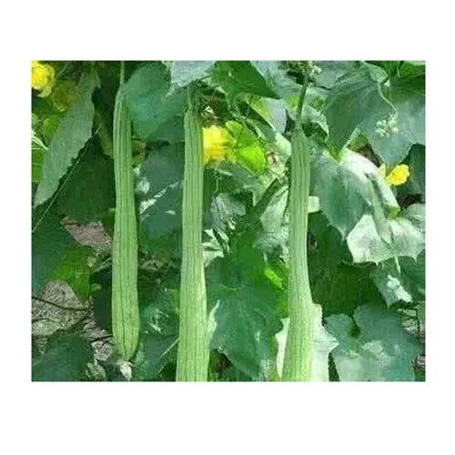 Luffa