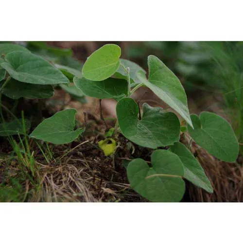 Aristolochia