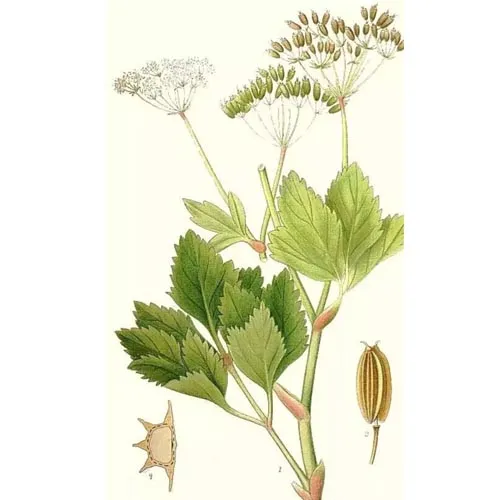 Livêche striée