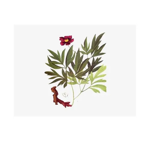 Pivoine de Veitch