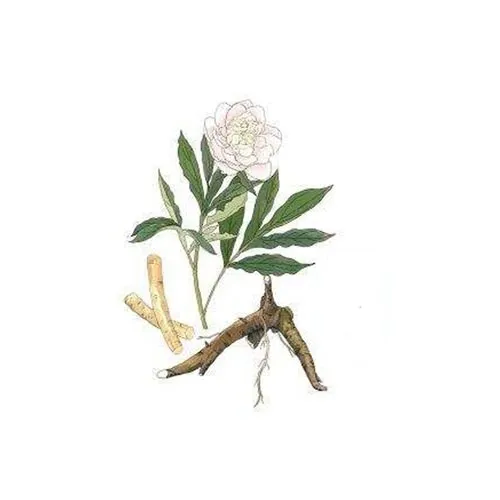 Pivoine de Chine