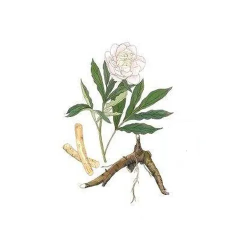 Pivoine de Chine