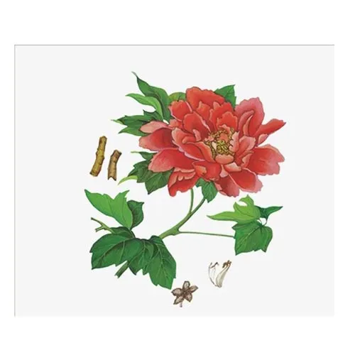 Pivoine arbustive