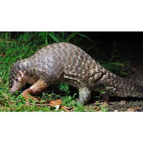 Pangolin de Chine