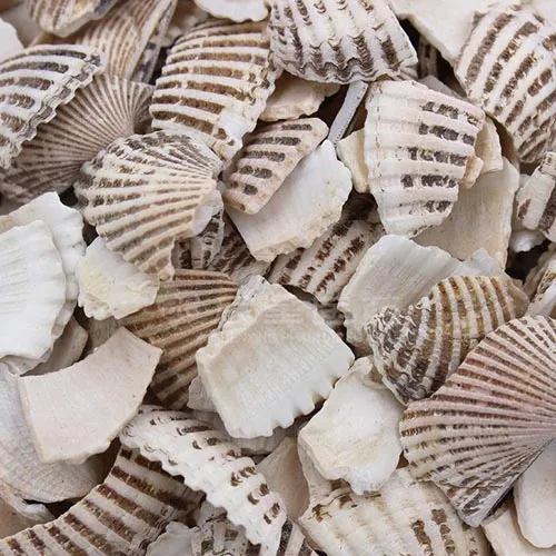 Anadara subcrenata