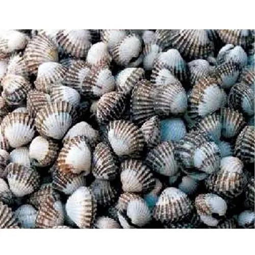 Anadara subcrenata