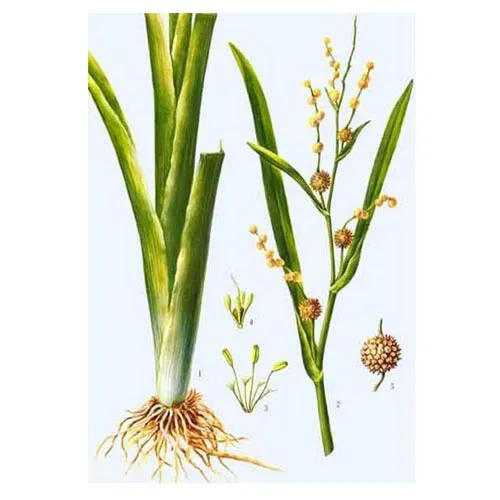 Sparganium