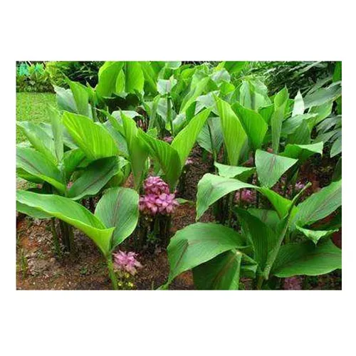 Curcuma phaeocaulis