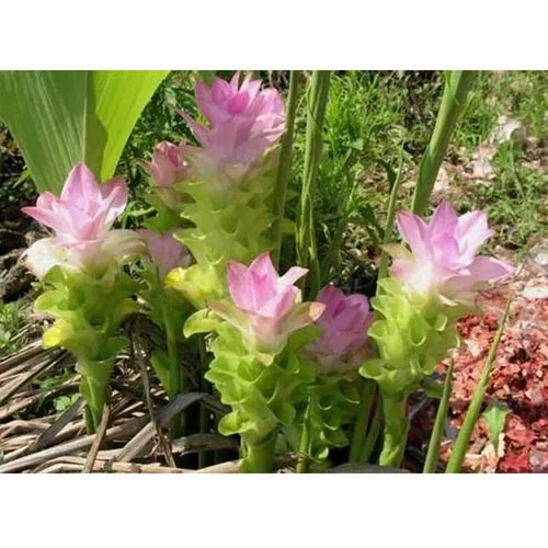 Curcuma wenyujin
