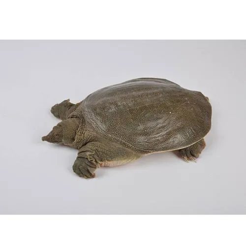 Carapace de tortue