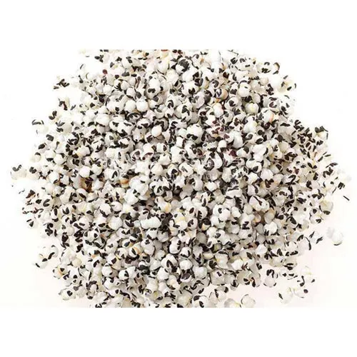 Vaccaria segetalis