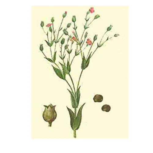 Vaccaria segetalis