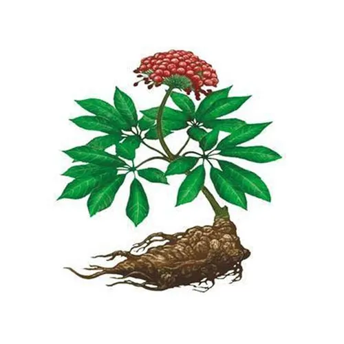 Panax notoginseng