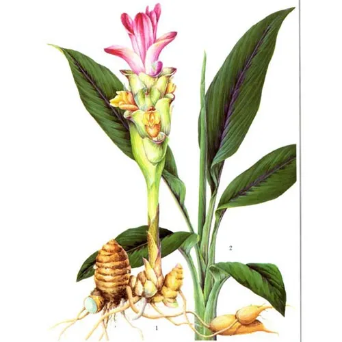 Curcuma longa