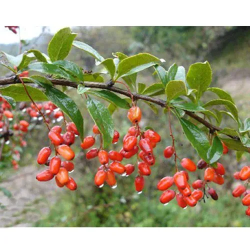 Cornus officinalis
