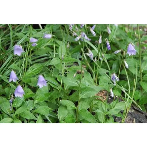 Adenophora triphylla