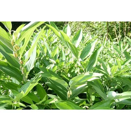 Polygonatum