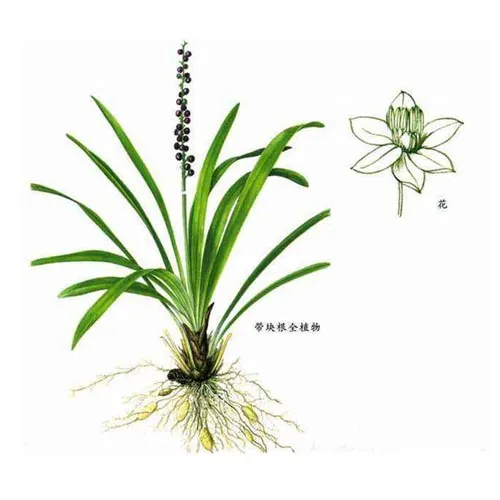 Muguet du Japon