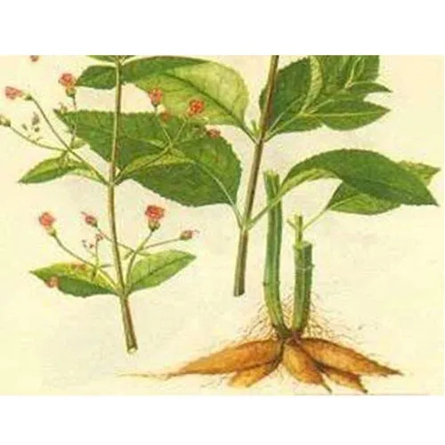 Scrophulariacées