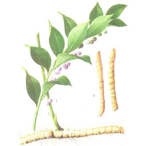 Sceau-de-Salomon odorant