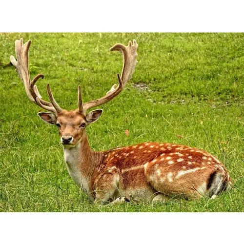 Colle de bois de cerf