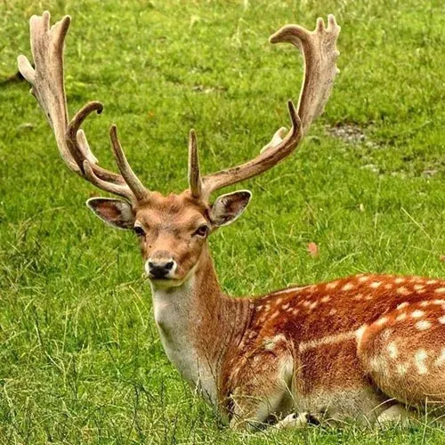 Crème de bois de cerf