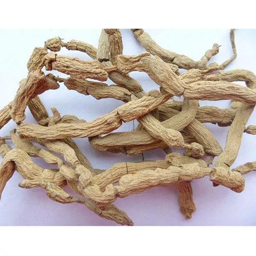 Morinda