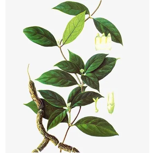 Morinda
