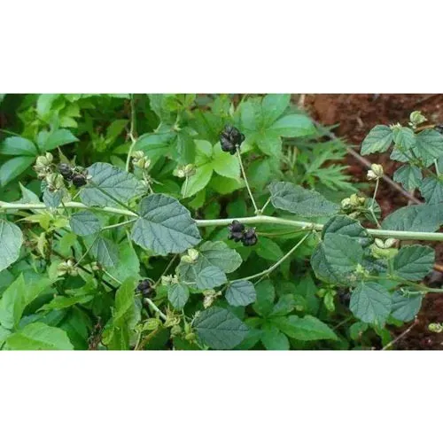 Psoralea corylifolia