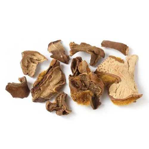 Cibotium barometz