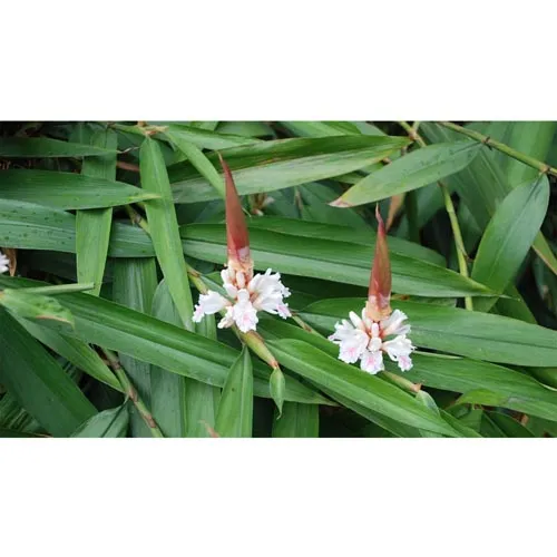 Alpinia oxyphylla