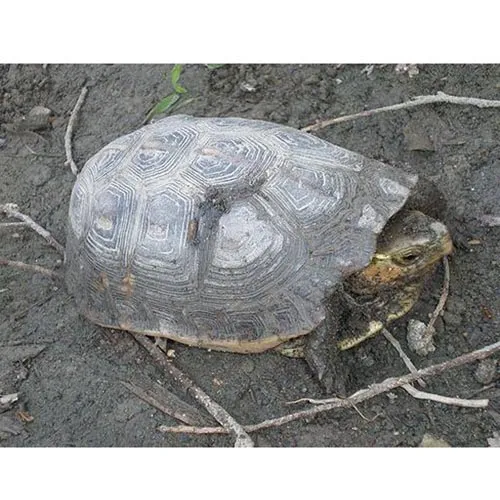 Carapace de tortue crue
