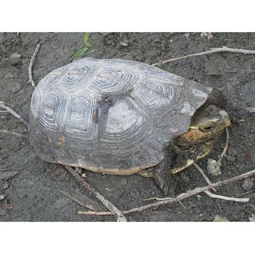 Colle de tortue