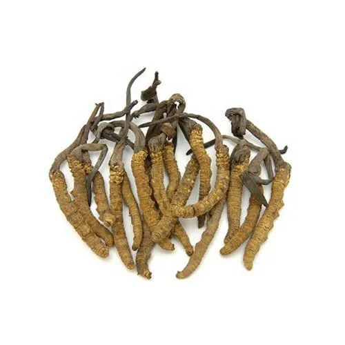 Cordyceps sinensis
