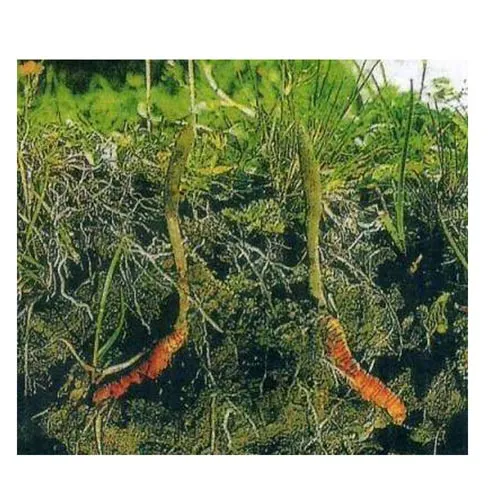 Cordyceps sinensis