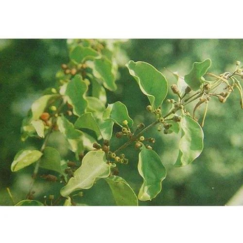 Taxillus chinensis