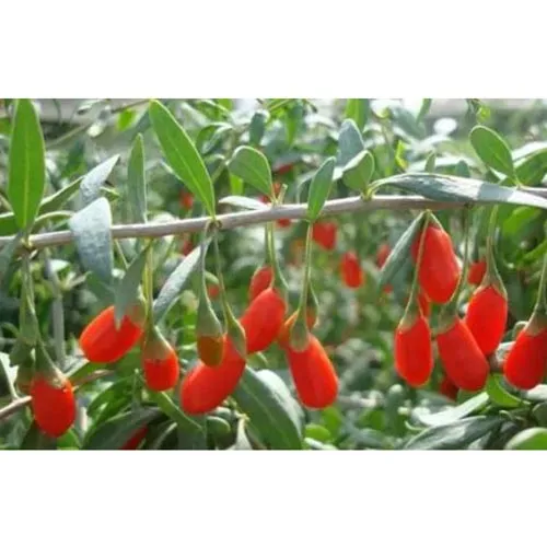 Goji