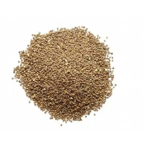 Cuscuta