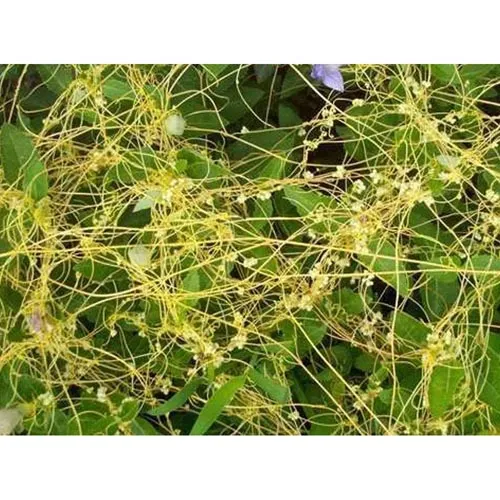 Cuscuta