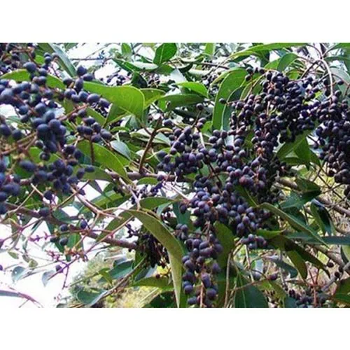 Ligustrum
