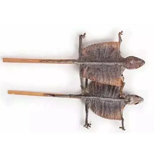 Gecko (Chong vert)